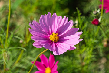 Obraz premium 秋晴れの公園に咲く、ピンク色のコスモス（秋桜）一輪のクローズアップ