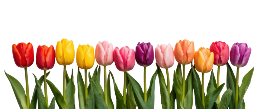 A vibrant row of multicolored tulips in full bloom creates a colorful floral arrangement.