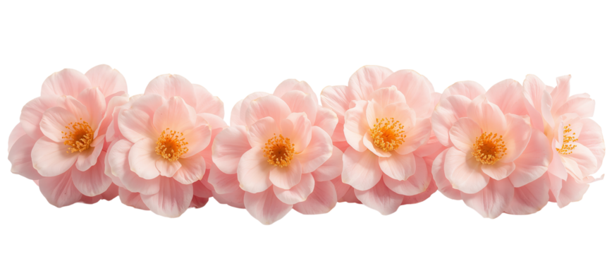 Close-up of delicate pink camellias in full bloom, showcasing nature's soft textures and beauty.