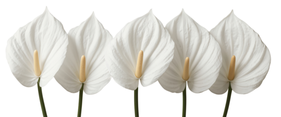 A serene composition showcasing five pristine white anthurium flowers against a transparent background