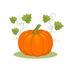 Autumn composition: pumpkin with leaves. Color vector illustration. Isolated on white background.	
