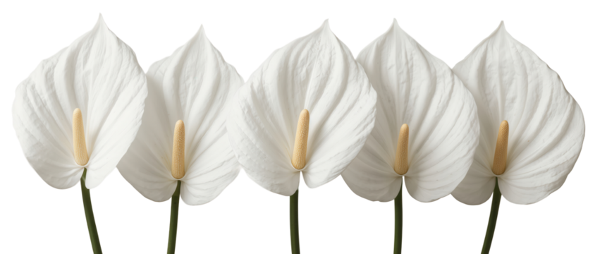 A serene composition showcasing five pristine white anthurium flowers against a transparent background