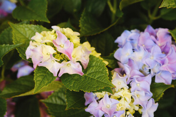 Hydrangea macrophylla multicolor blossoms for romantic garden design and floral decoration concept