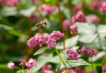 赤いソバの花とミツバチ
