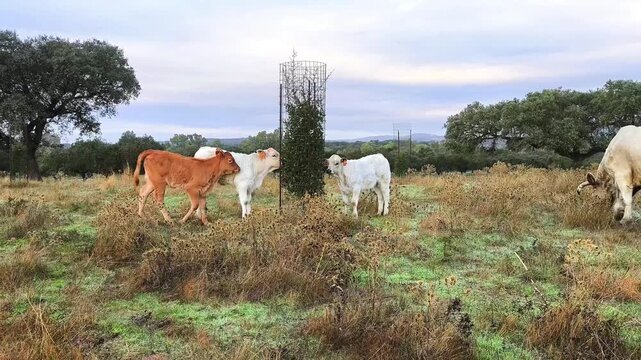 Protector de plantas para evitar da&ntilde;os de ganado