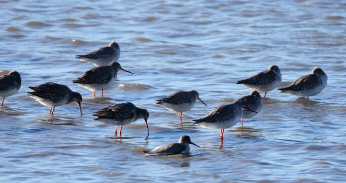 Flock of juvenile Black-winged stilts (Himantopus himantopus), the Camargue, France