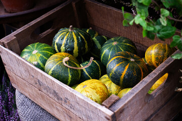 Decorative green pumpkins in a wooden box, autumn harvest.