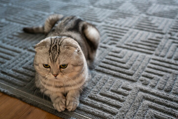 A Scottish Fold cat is lying on the floor. High quality photo