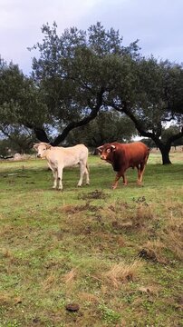 Faro semental en &eacute;poca de monta y cr&iacute;a