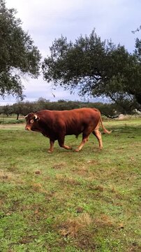 Espectacular toro semental de raza limousin  en dehesa extreme&ntilde;a 