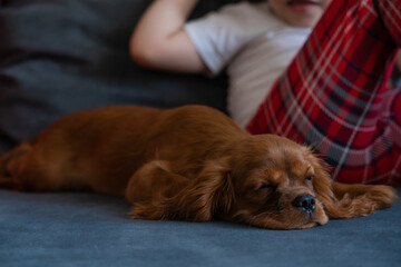 A cute Cavalier King Charles puppy lies on the sofa next to a girl in New Year's pajamas. High quality photo