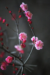 In early spring, pink plum blossoms bloomed, emitting a delicate fragrance.