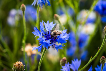 Close-up of blooming wildflowers with daisies, cornflowers and bees collecting nectar in a summer meadow full of colorful blossoms in Małopolska, Poland  © Tomasz