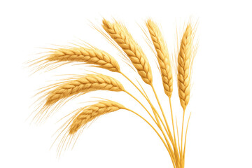 Obraz premium Golden wheat ears bunched together, symbolizing harvest, agriculture, and grain food production, on a transparent background
