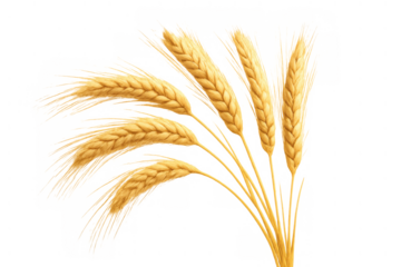 Golden wheat ears bunched together, symbolizing harvest, agriculture, and grain food production, on a transparent background