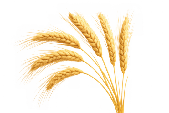 Golden wheat ears bunched together, symbolizing harvest, agriculture, and grain food production, on a transparent background