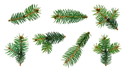 Isolated green pine branches arranged on a png background for christmas decoration and winter themes