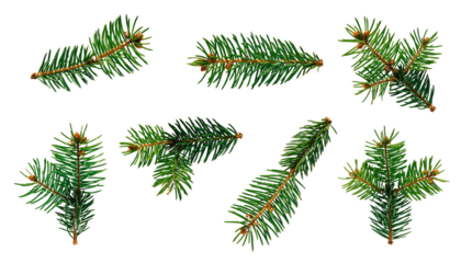 Isolated green pine branches arranged on a png background for christmas decoration and winter themes