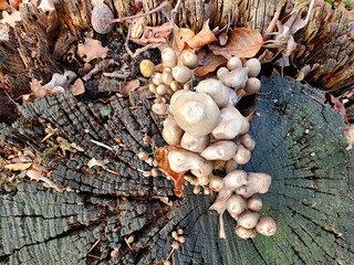 Mushrooms. Wood-eating puffball. They grow on rotting branches; stumps; and tree trunks. Fall season. Autumn, mushrooms on a tree trunk.