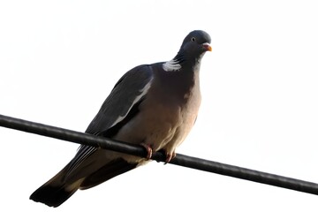 Wood Pigeon, Columba palumbus, Perched on Black Wire Against Bright White Background