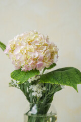 Single pastel hydrangea on neutral background – ideal for minimalist floral mockups and blogs