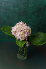  Pink hydrangeas in vase against pale background – great for greeting cards and home design use