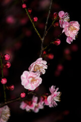 Plum blossoms under the night sky are cold and beautiful.