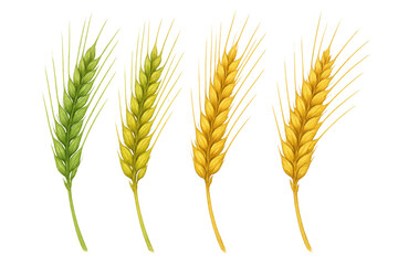 Obraz premium Wheat ripening stages featuring green, yellow, and golden ears, symbolizing agriculture, harvest, and food production