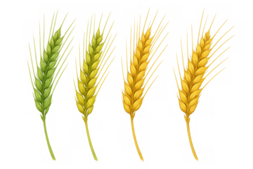 Wheat ripening stages featuring green, yellow, and golden ears, symbolizing agriculture, harvest, and food production