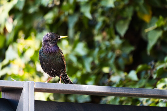 common starling perched on a roach
