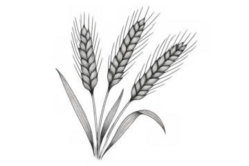 Wheat ears drawing with grain stalk plants, representing agriculture, food, and harvest concepts in black and white sketch