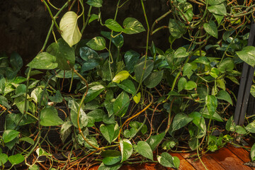 Epipremnum aureum vines in greenhouse for concepts of growth, propagation and indoor greening