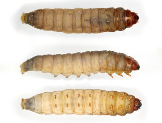 Caterpillar in various positions of Galleria mellonella, the greater wax moth or honeycomb moth.