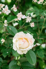 Beautiful white rose blooming amidst delicate flowers in a garden setting