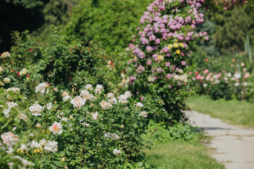 Beautiful rose garden with vibrant blooms and a serene walking path in summer