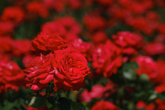 Vibrant red roses bloom in a lush garden celebrating springtime beauty - Powered by Adobe