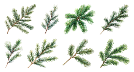 PNG Realistic evergreen branch illustrations, element set on transparent background