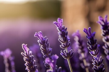 Obraz premium close up shot of lavender flowers