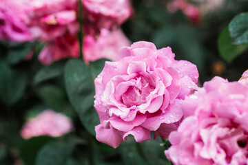 Beautiful pink roses blooming after rain in a garden setting