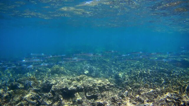 A school of tropical needlefish (Tylosurus crocodilus) swimming just below the water surface near the coast of Borneo. Blue ocean, sunlight reflections, and marine wildlife in natural habitat.