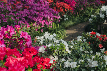 Naklejka premium Bushes of Azalea Flowers in a Greenhouse