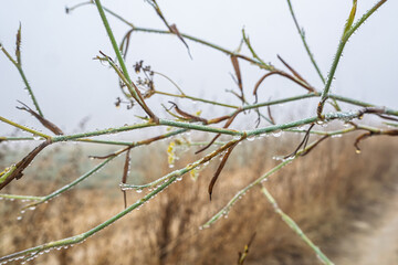 Morning dew enhances wild fennel in Andalusia's serene landscape