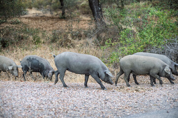 Ibérico pigs foraging freely in the dehesa of Villaviciosa de Córdoba