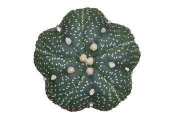 Top view of Astrophytum asterias five fukuryu isolated on transparent background png file