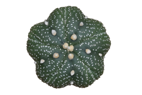 Top view of Astrophytum asterias five fukuryu isolated on transparent background png file