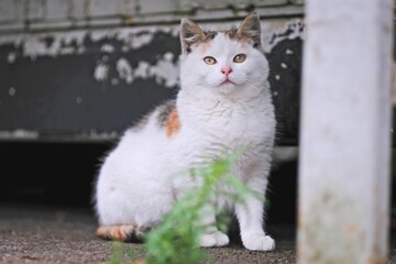 Funny kitten sitting outdoors and looking curious at camera. Horizontal image with selective focus.