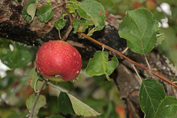 Apfel mit Regentropfen