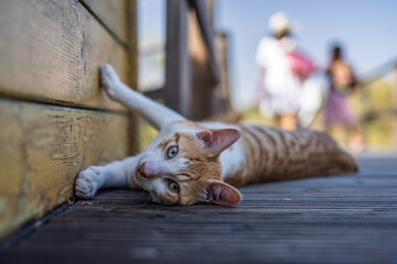 Ginger and white cat stretches lazily against sunny yellow wall