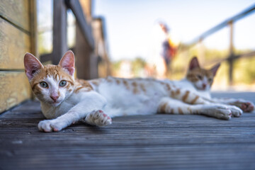 Ginger-and-white cat relaxes on sunlit wooden deck