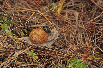 Geh&auml;useschnecke